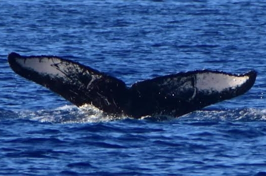 Fluke of HW-MN0441063