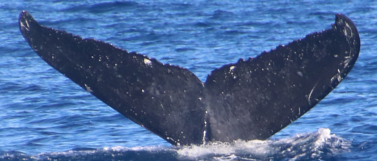 Fluke of HW-MN0441068