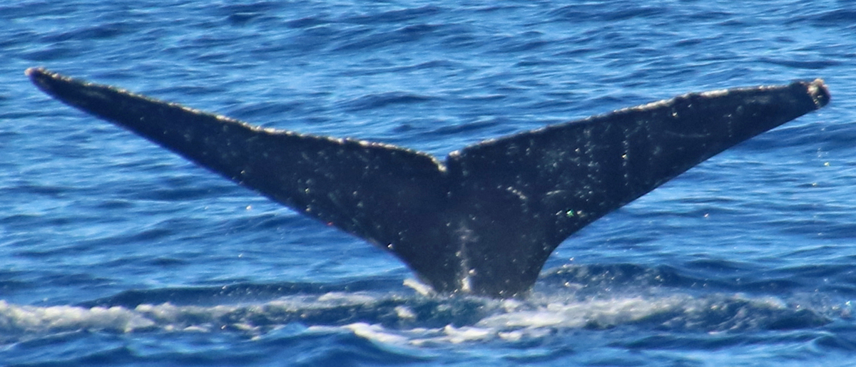 Fluke of HW-MN0441069