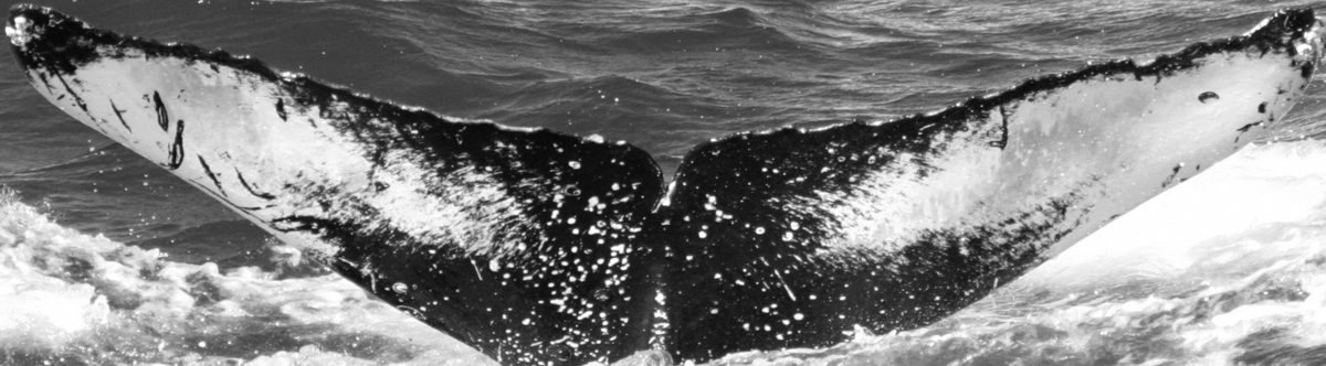Fluke of HW-MN0441082