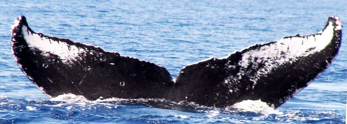 Fluke of HW-MN0441085