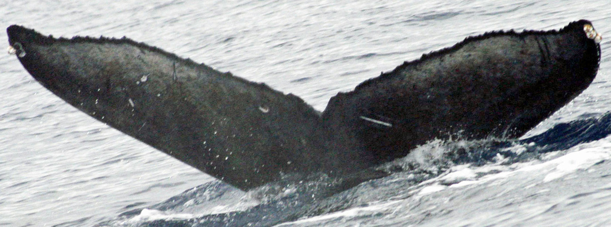 Fluke of CRC-15458