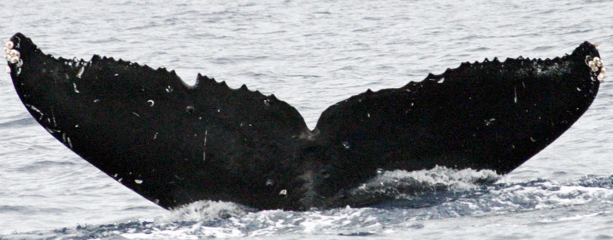 Fluke of SEAK-2458
