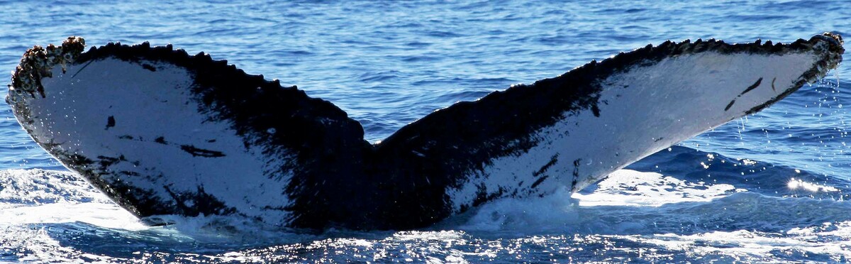 Fluke of HW-MN0441091