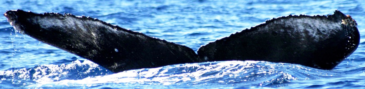 Fluke of BCY0290