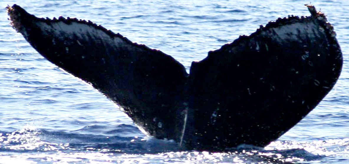Fluke of BCY0392