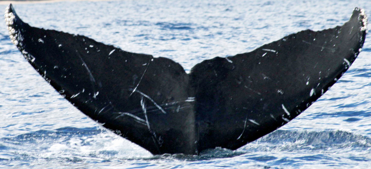 Fluke of HW-MN0441101