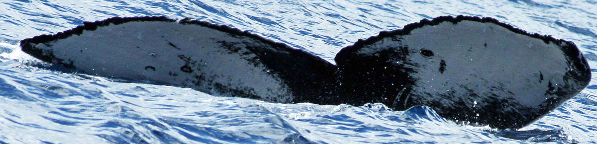 Fluke of SEAK-2509