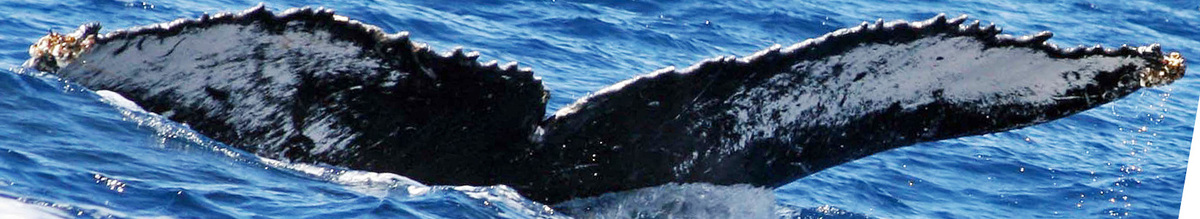 Fluke of SEAK-2180