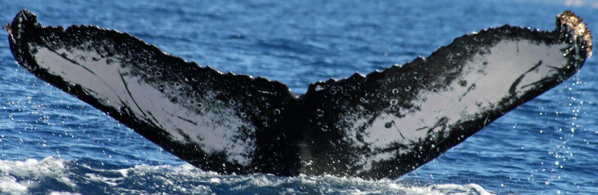 Fluke of HW-MN0441106