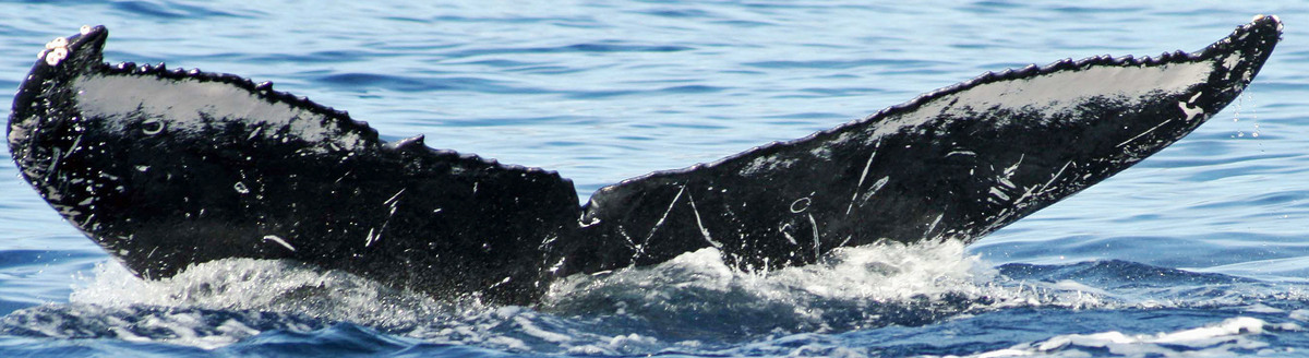 Fluke of HW-MN0441108