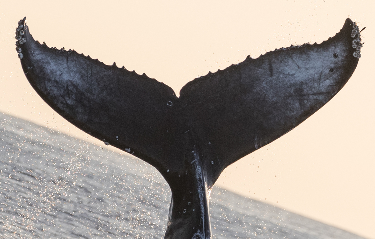 Fluke of London Bling (2017-18 calf of CRC-9503)