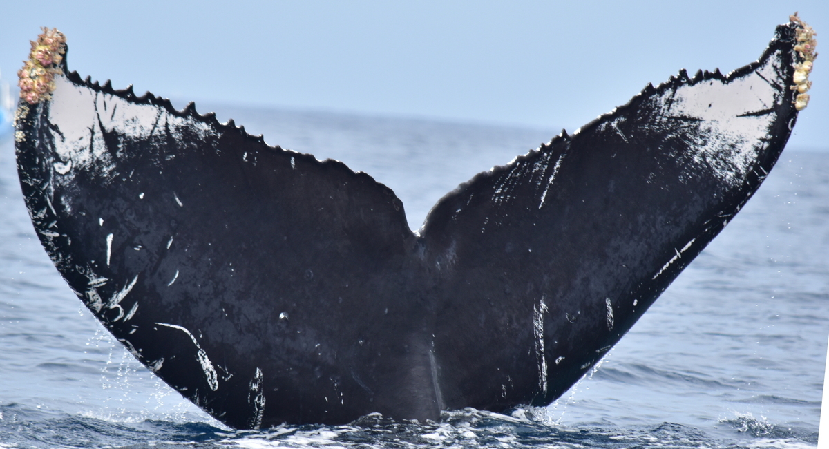 Fluke of CRC-10625