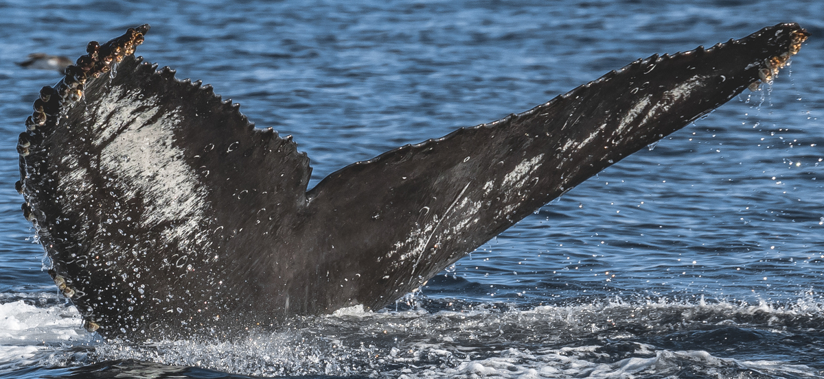 Fluke of CRC-18249