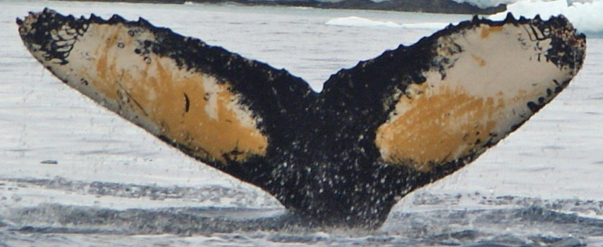 Fluke of HW-MN1301558