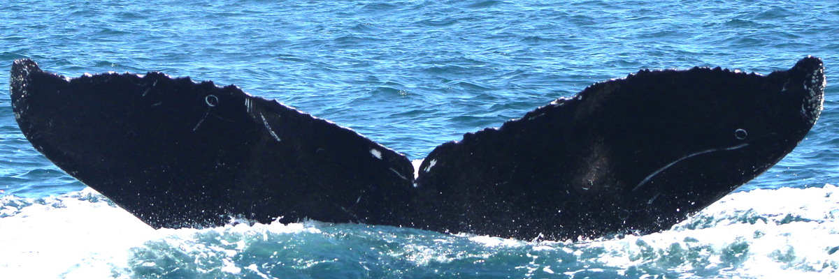 Fluke of CRC-15059