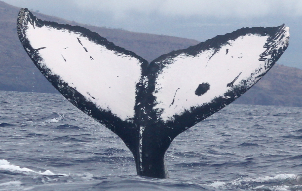 Fluke of HW-MN0441113