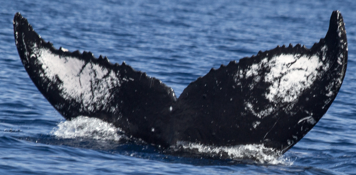 Fluke of HW-MN0441114