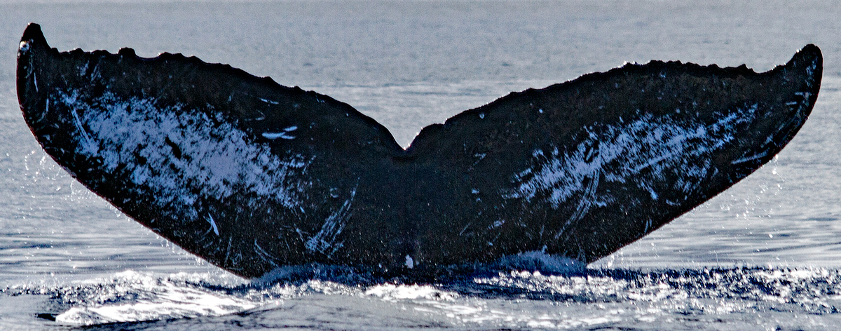 Fluke of HW-MN0441115