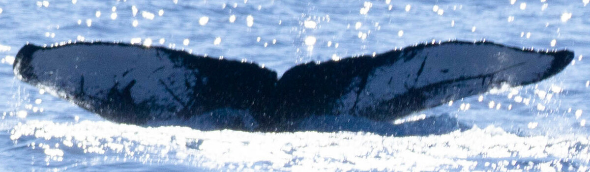 Fluke of HW-MN0441116