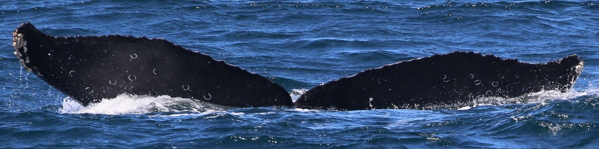 Fluke of CRC-17616