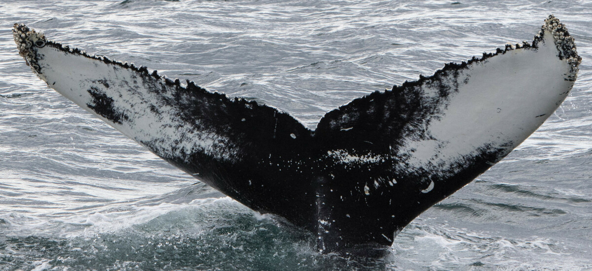 Fluke of Porcupine (Husavik)