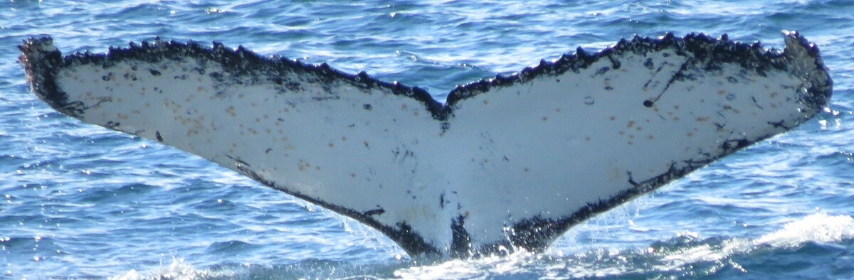 Fluke of HW-MN1301560