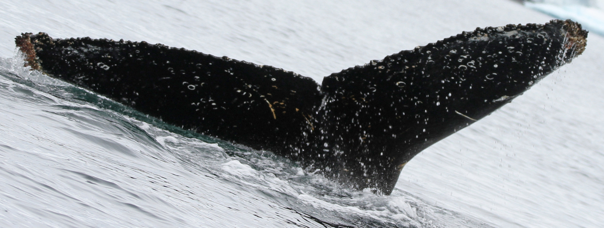 Fluke of HW-MN1301564