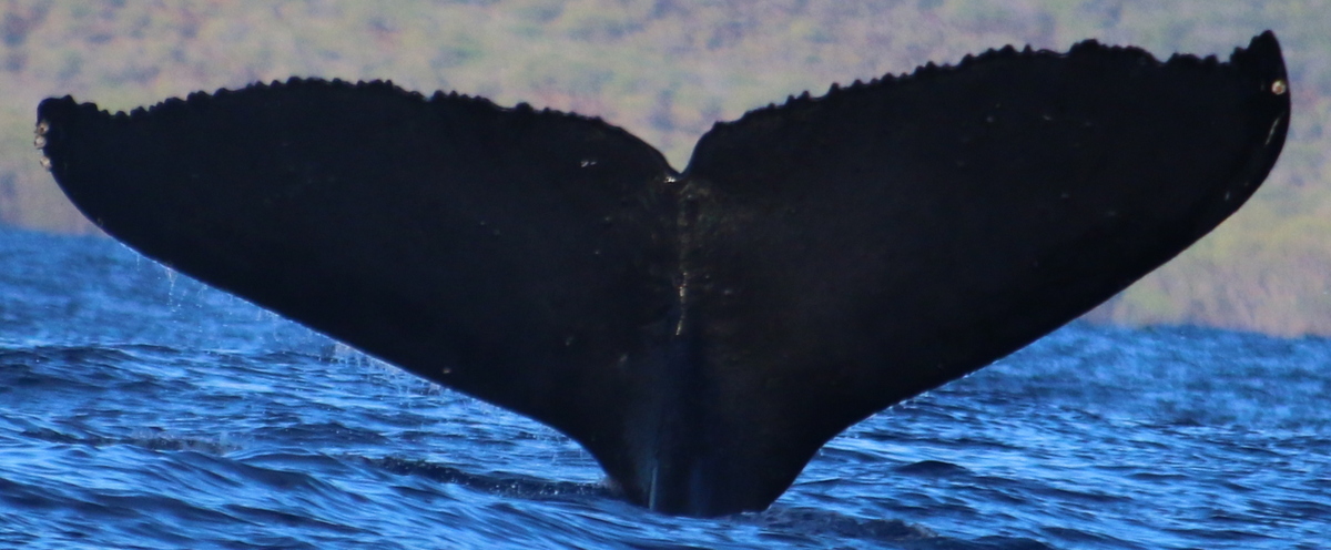 Fluke of HW-MN0441120