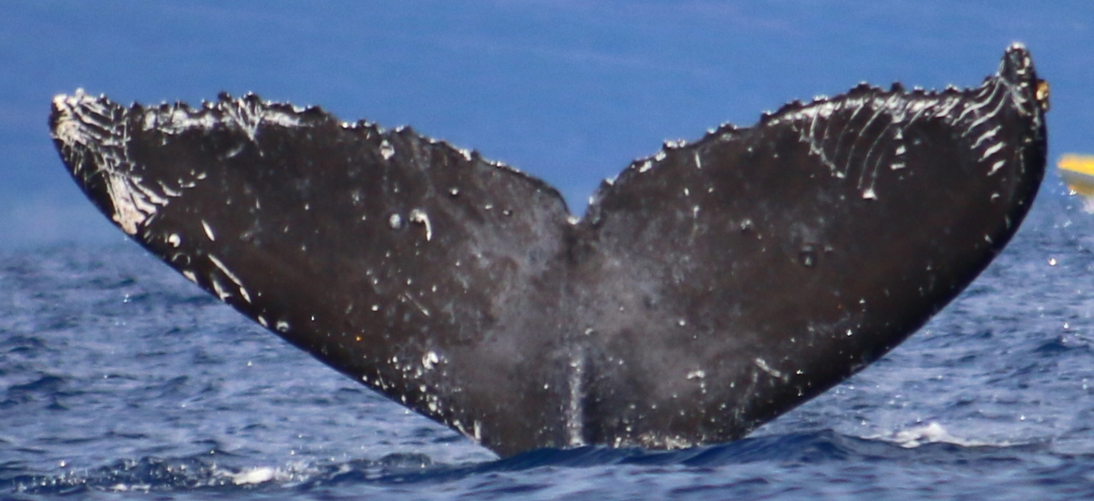 Fluke of Little Tee (BC)