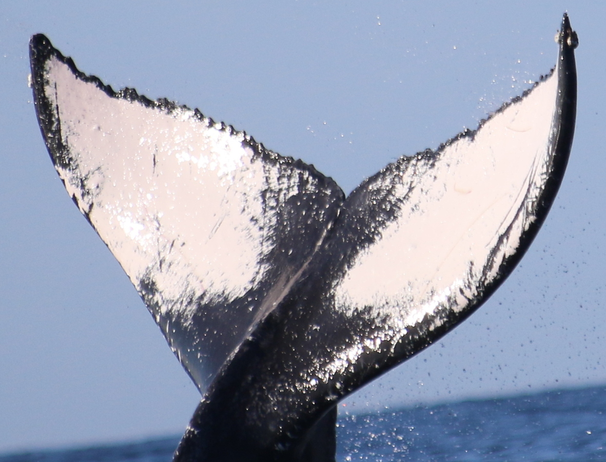 Fluke of HW-MN0441125