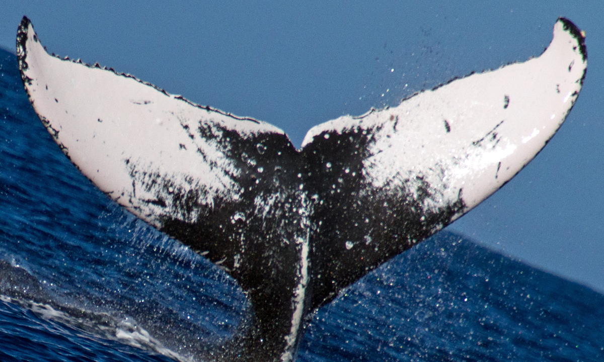 Fluke of HW-MN0441126