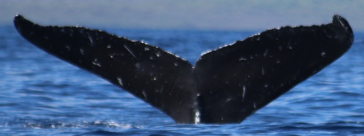 Fluke of Jacquie Splash (SE Alaska)