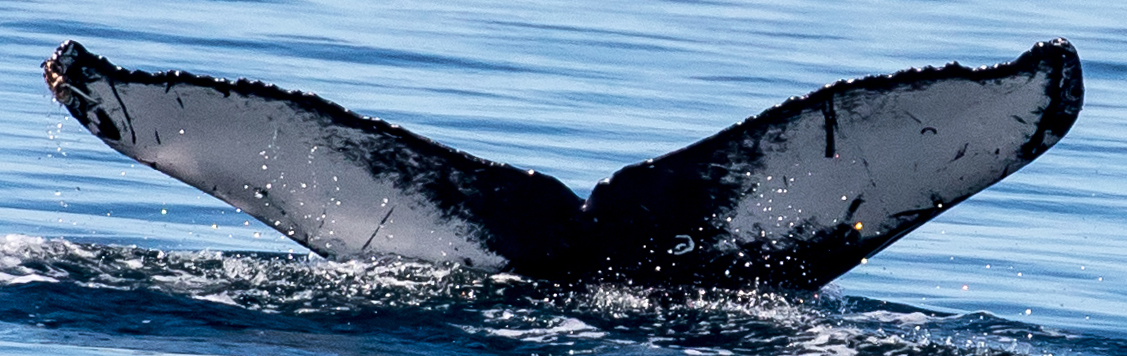 Fluke of CRC-16697