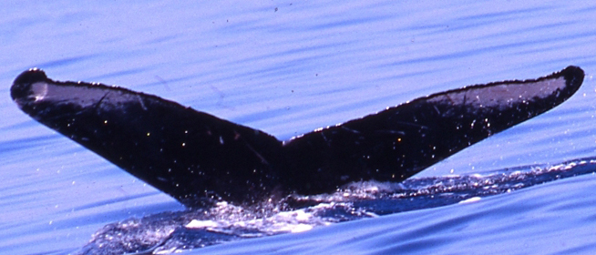 Fluke of PWF-NP_0021
