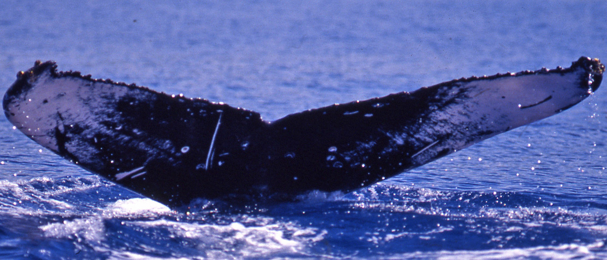 Fluke of BCY0133