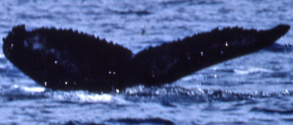 Fluke of Elwha aka GoodnessOfFit (FS)