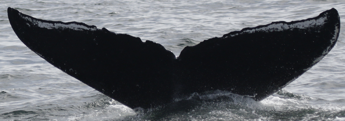 Fluke of Swazz (FS)
