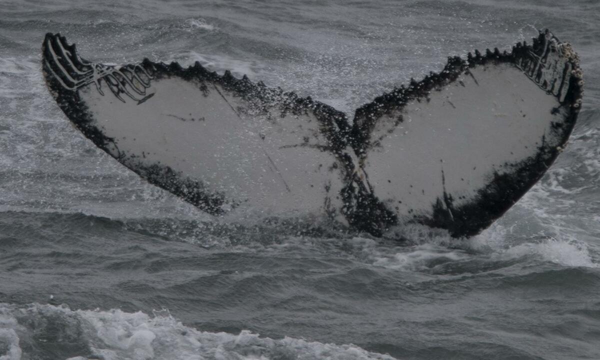 Fluke of Inception (Antarctica)