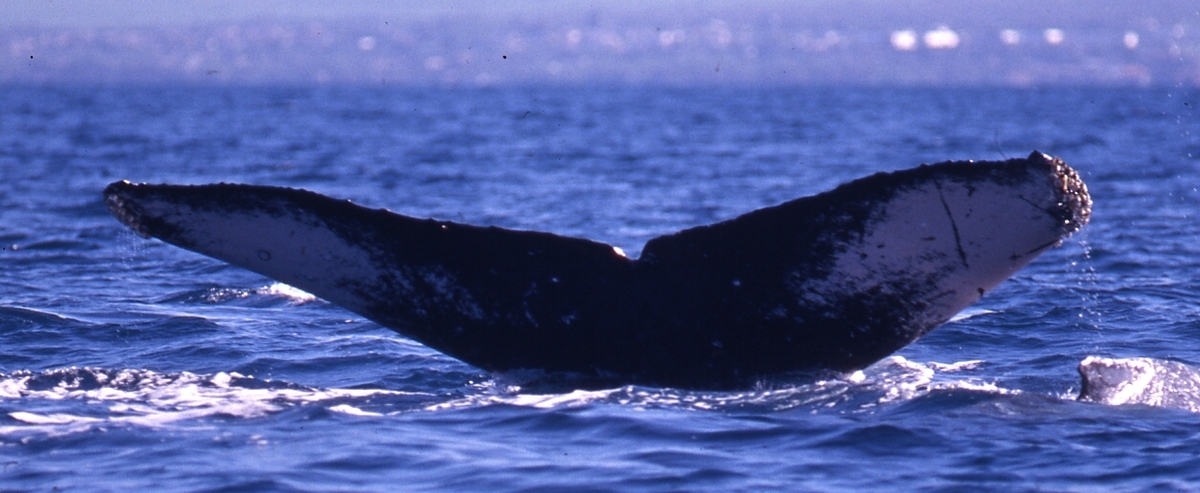 Fluke of дежавю (RCHP)