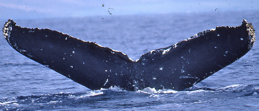 Fluke of Mazus (FS)