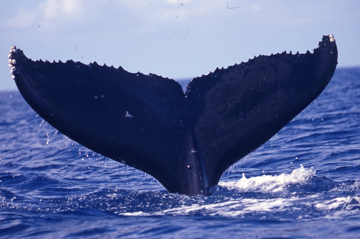 Fluke of PWF-NP_0200