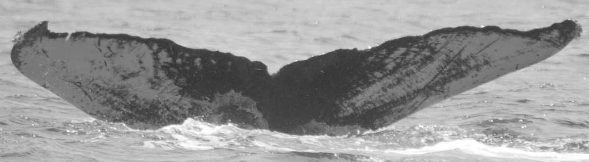 Fluke of PWF-NP_0213