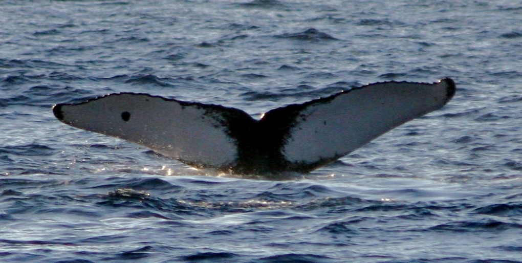 Fluke of PWF-NP_0289
