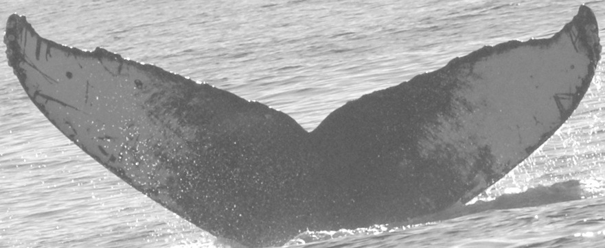 Fluke of CRC-10012