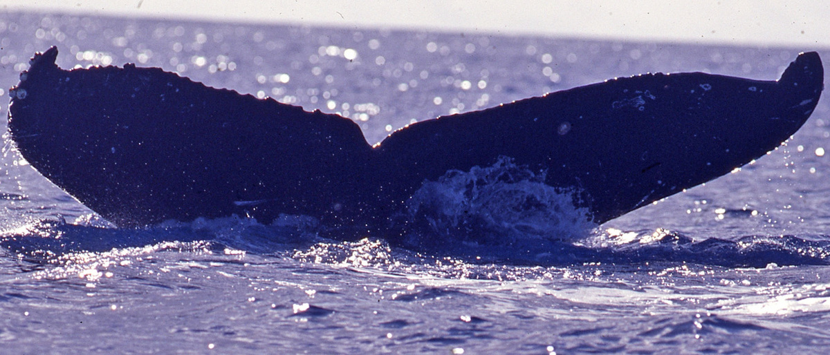 Fluke of Wink (Northern BC) aka Honkenya (FS)