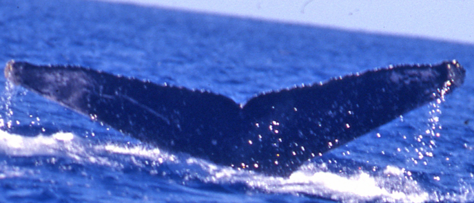 Fluke of Arreeba (FS)