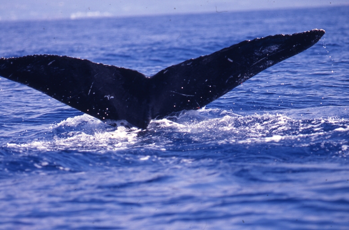 Fluke of SEAK-1384