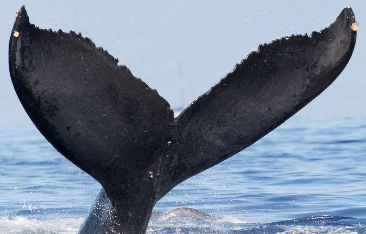 Fluke of BCX0798