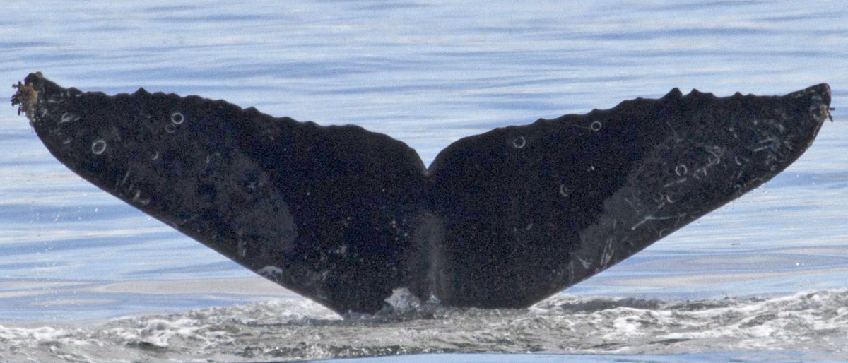 Fluke of CRC-11738